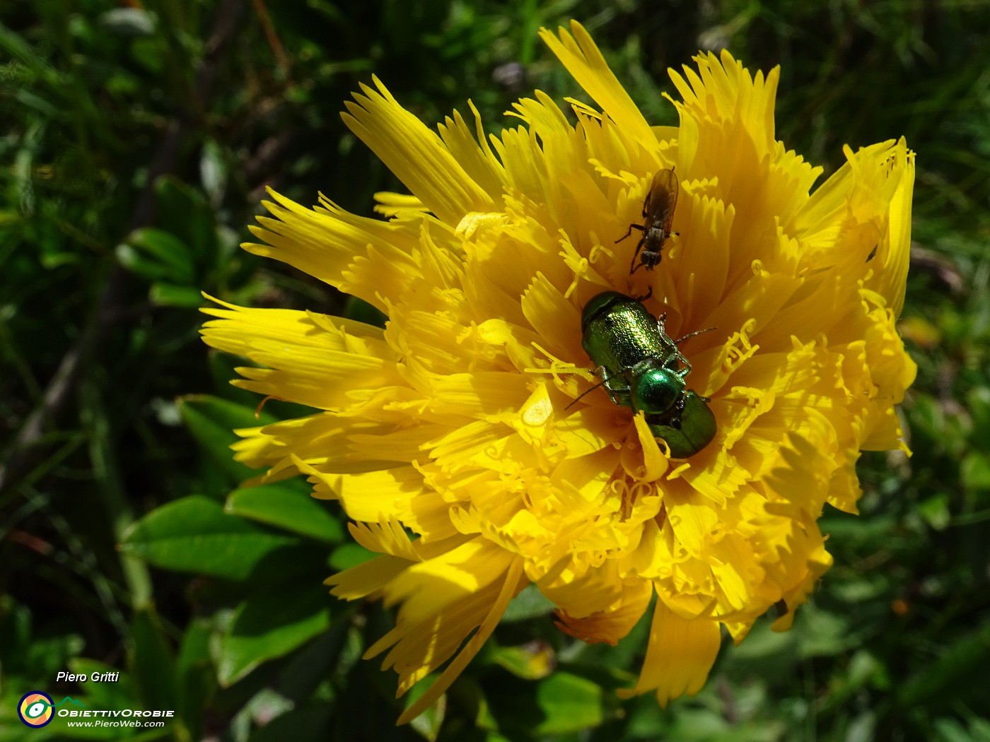 64 Bel fiore giallo con ospiti.JPG